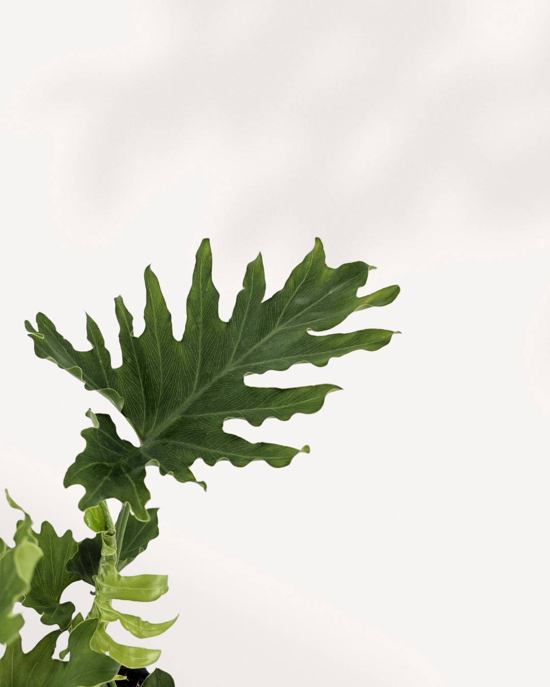 Philodendron Hope Selloum leaf detail, glossy and tropical. Available at MyGreenScape.ca