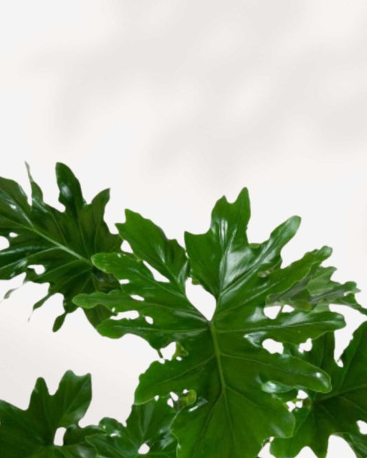 Philodendron Hope Selloum | Buy Online