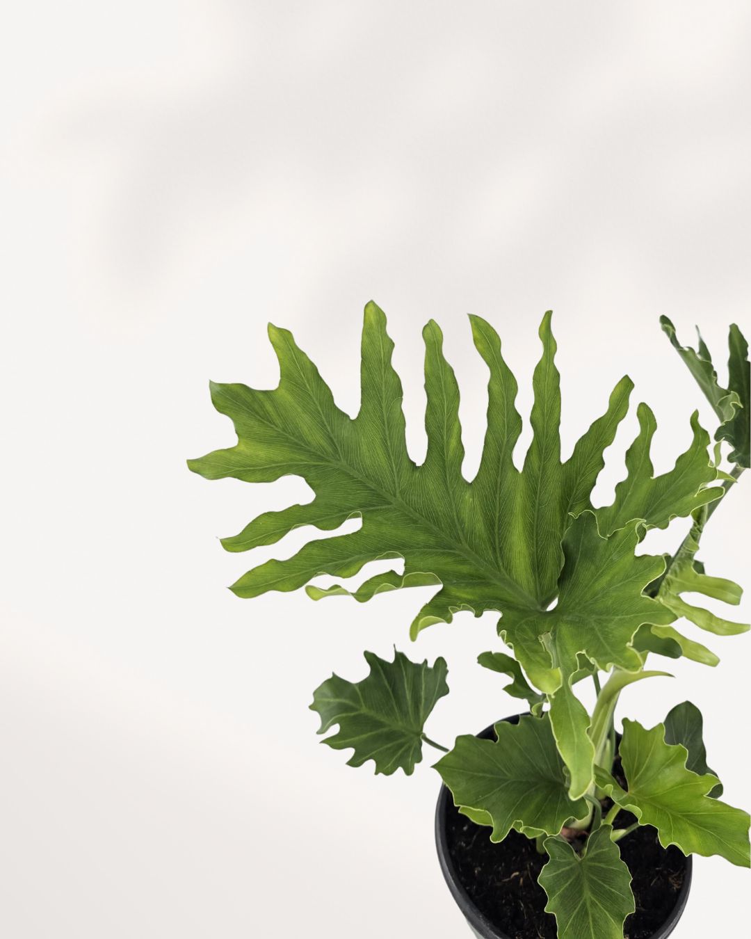 Closeup of Philodendron Hope Selloum leaves, rich texture and color. Buy online.