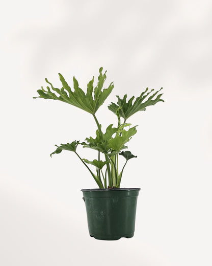Philodendron Hope Selloum in 6" pot, lush green foliage. Buy healthy indoor plant online.