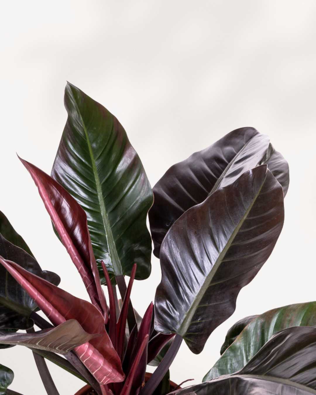 philodendron hederaceum imperial red Philodendron Imperial Red: Vibrant Indoor Plant | Buy Online | Mygreenscape