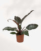 Philodendron Imperial Red 8" Pot Large