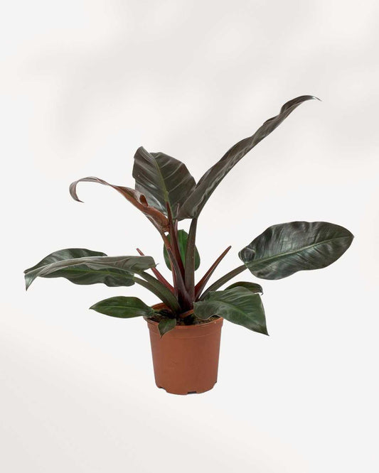 Philodendron Imperial Red | Buy Online