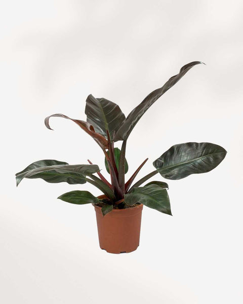 philodendron imperial red nz Philodendron Imperial Red: Vibrant Indoor Plant | Buy Online | Mygreenscape