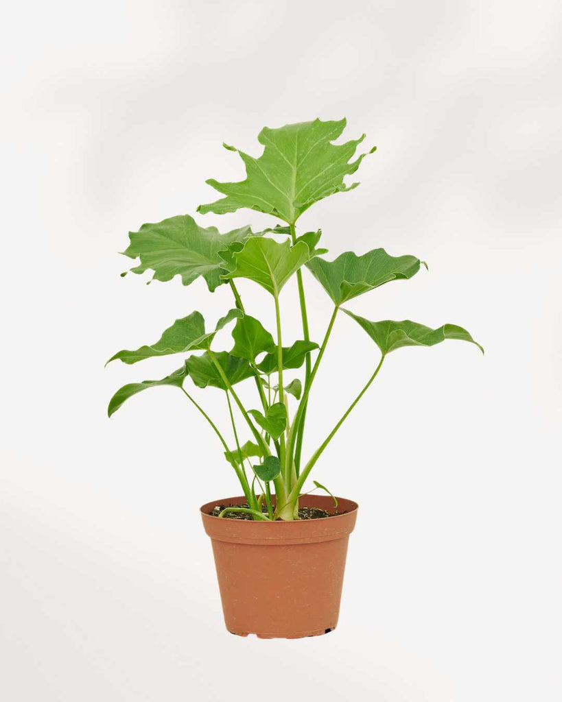 Philodendron Little Hope 6" Pot - Large