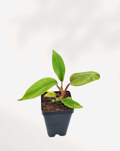 philodendron mayoi vs selloum Philodendron Mayoi | Buy Online – Tropical Beauty for Your Indoor Space | Mygreenscape