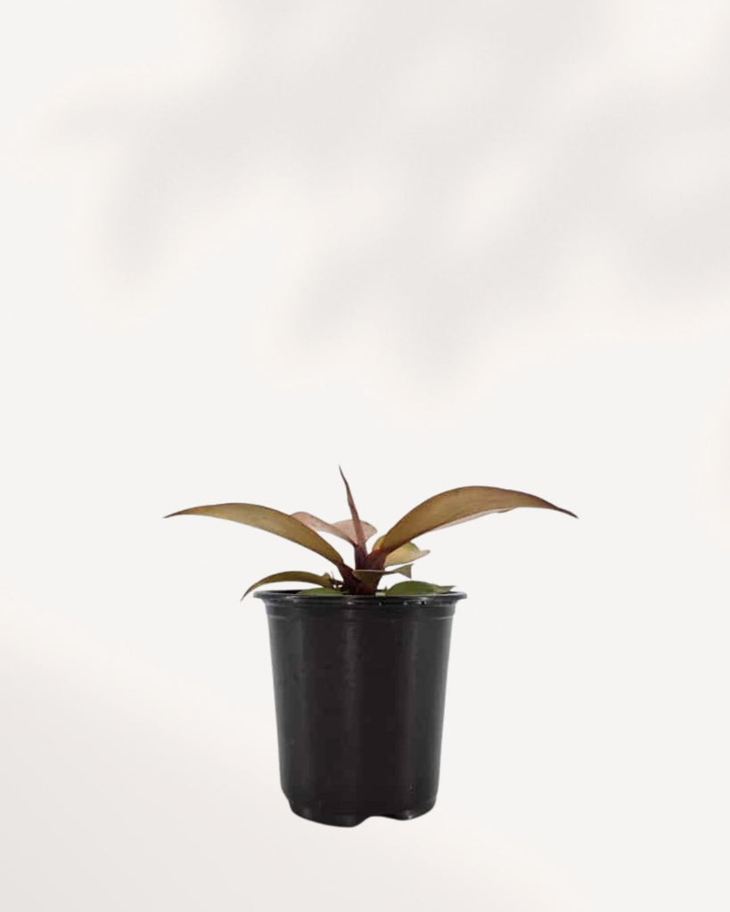 Philodendron 'McColley's Finale'