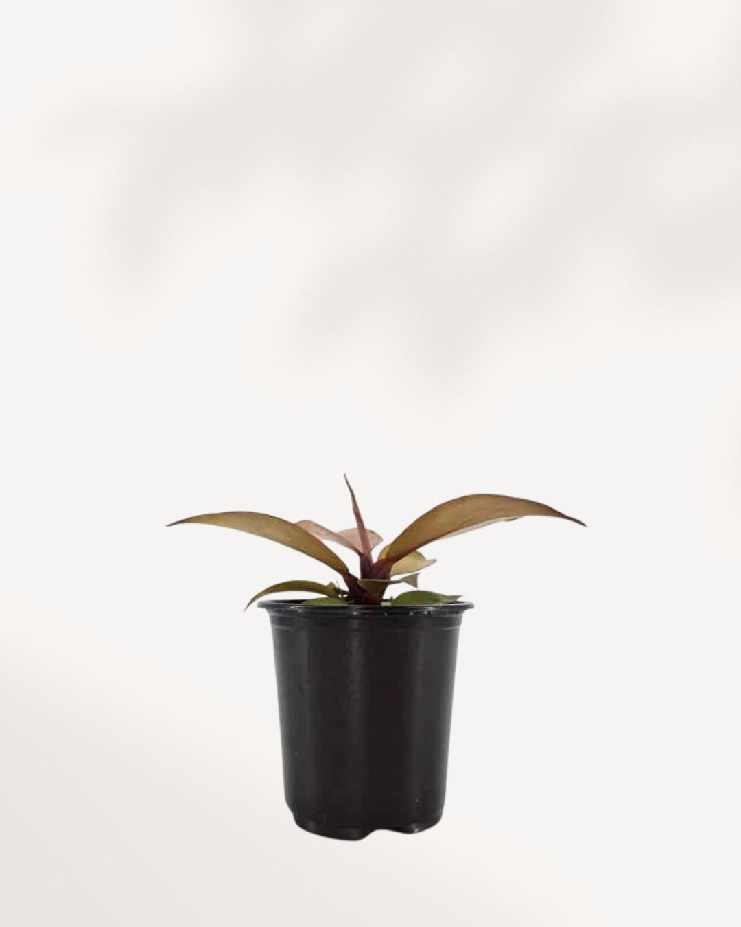 Philodendron 'McColley's Finale'