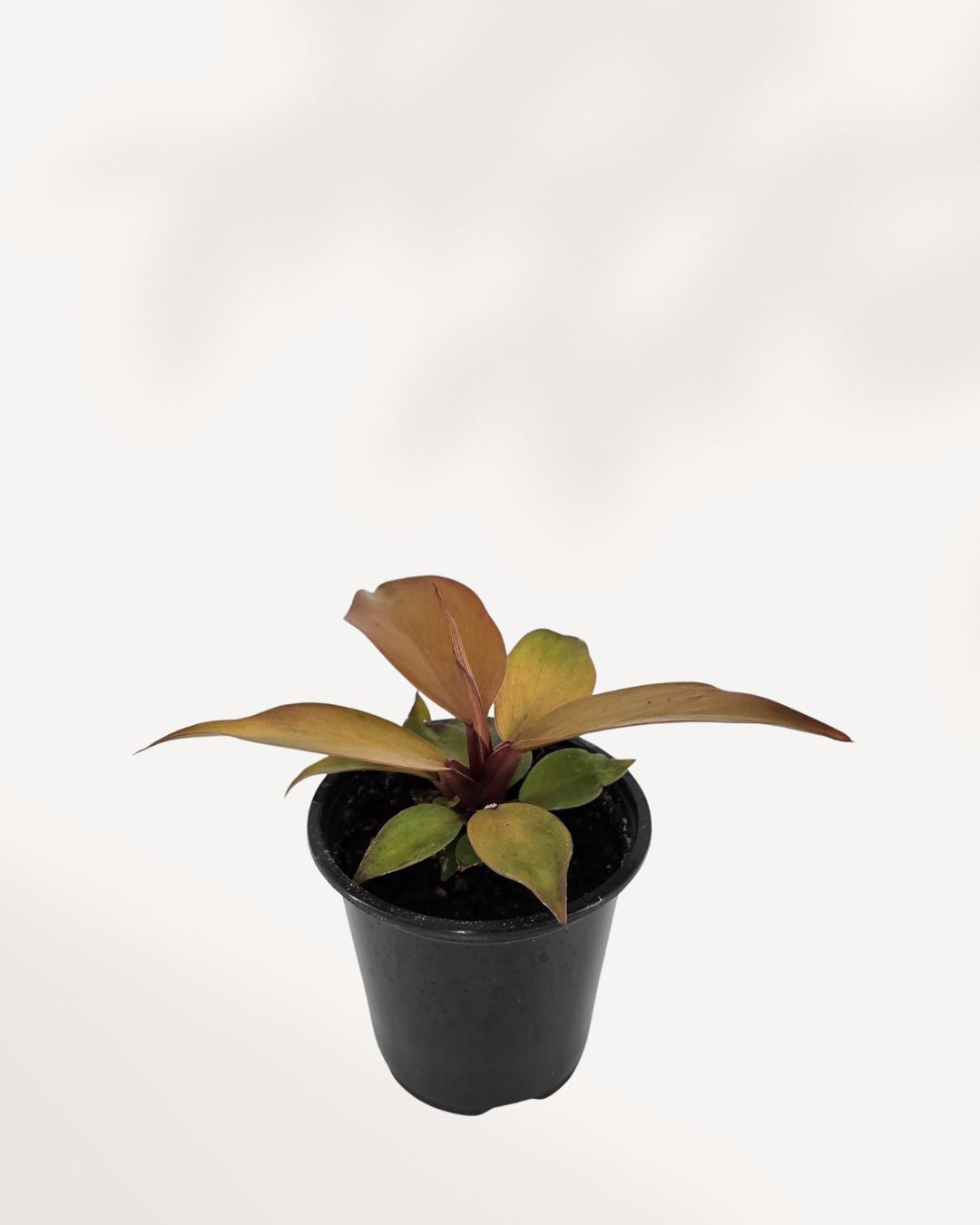 Philodendron 'McColley's Finale'