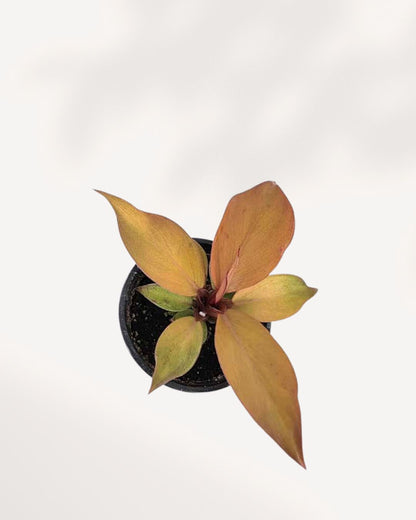 Philodendron 'McColley's Finale'