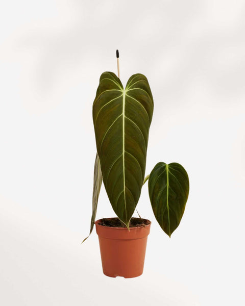 Philodendron Melanochrysum - Rare & Stunning Tropical Houseplant |  Mygreenscape | Buy Plants Online
