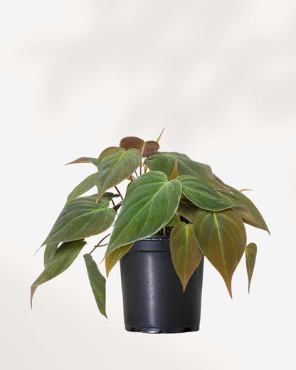 philodendron micans 中文 Philodendron Micans - Velvet-Leaf Beauty for Your Indoor Jungle | Mygreenscape