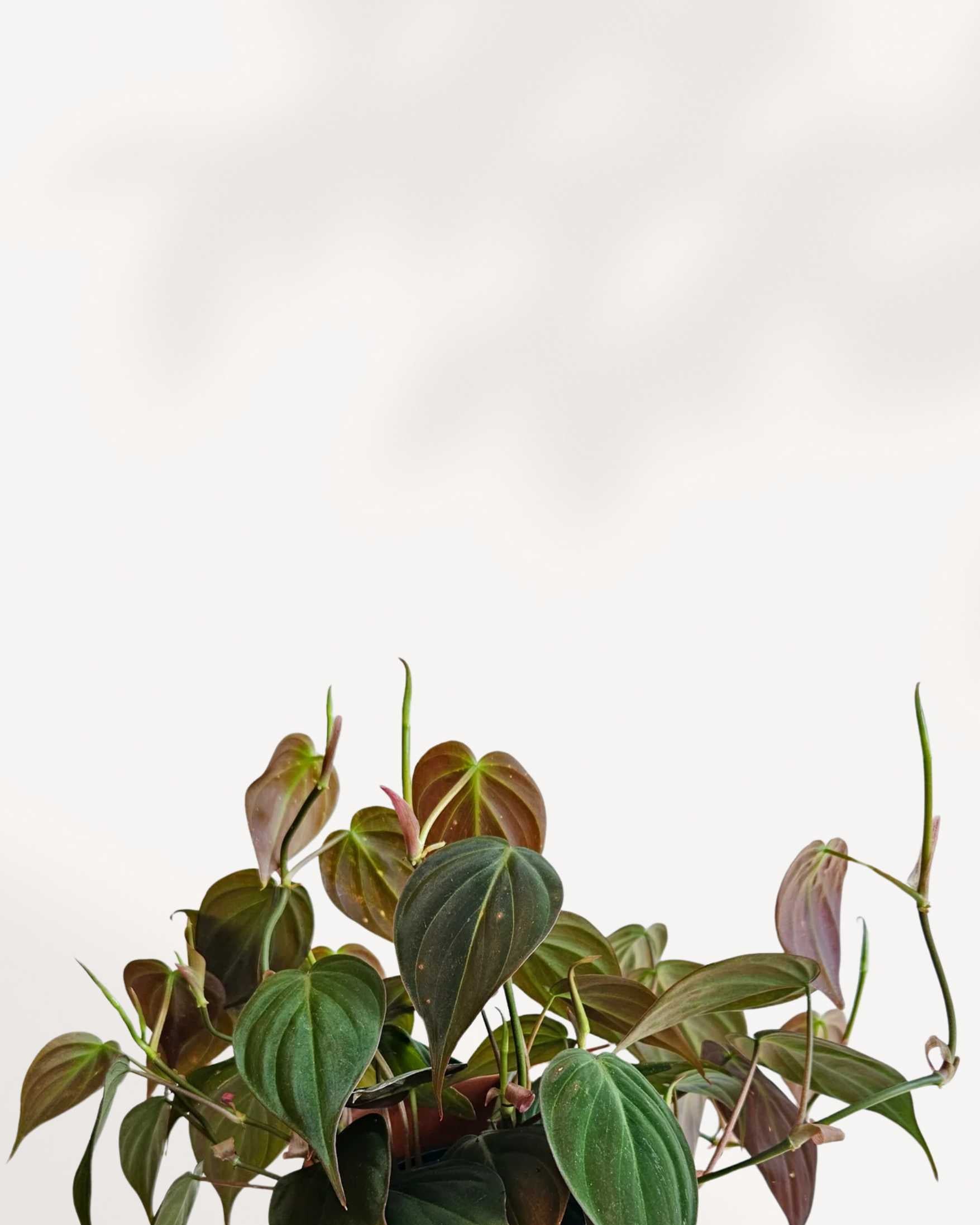 Philodendron Micans | Buy Online