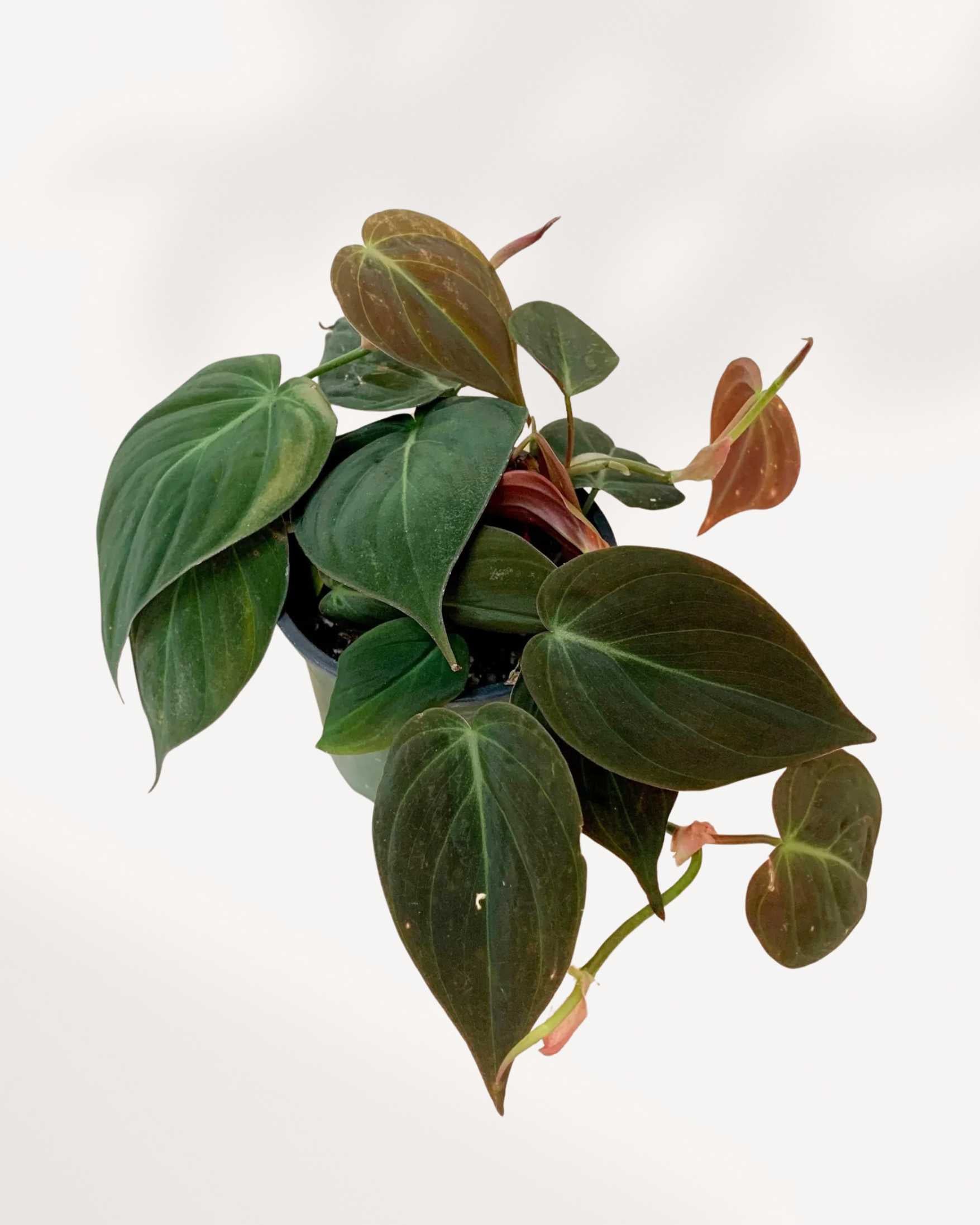 Philodendron Micans | Buy Online