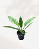 Philodendron Narrow Escape 3.5" Pot - XSmall