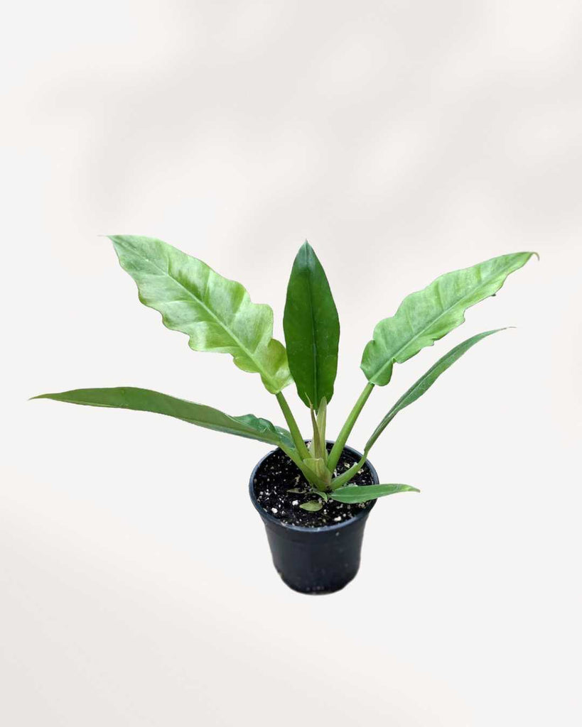 Philodendron Narrow Escape 3.5" Pot - XSmall