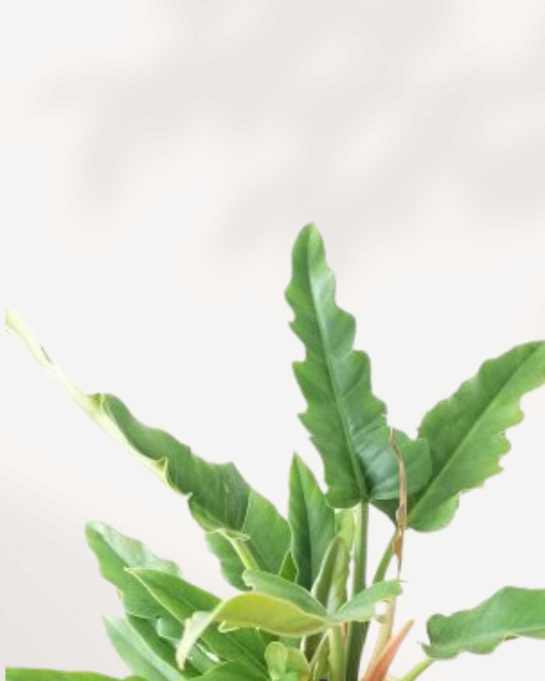 philodendron narrow escape white variegata Buy Philodendron Narrow Escape Online | Lush & Hardy Plants | Mygreenscape