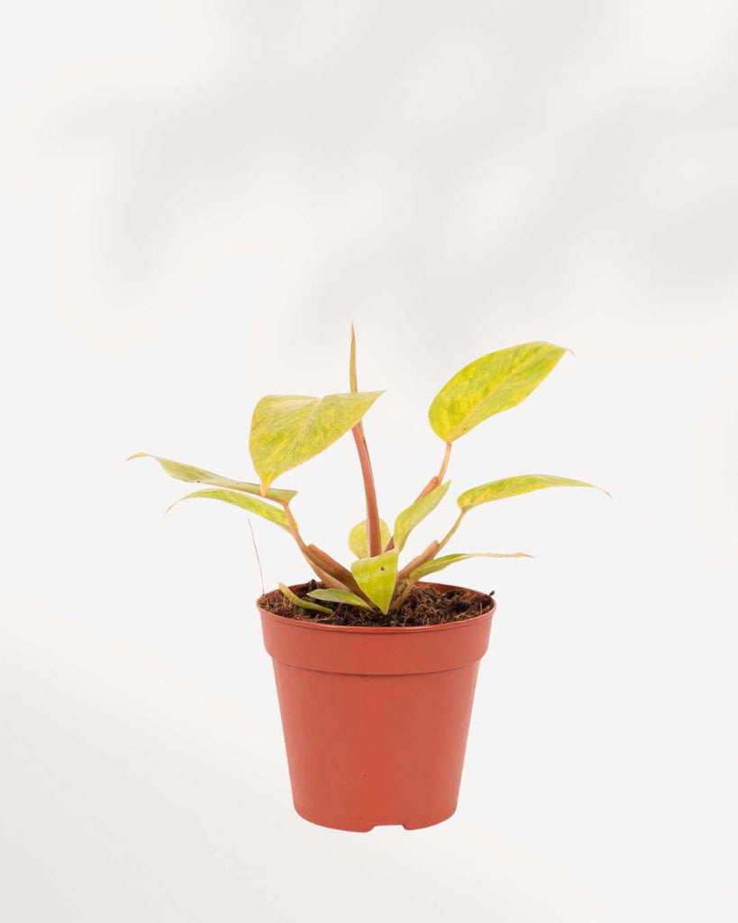 Philodendron Painted Lady 3.5" Pot - Small