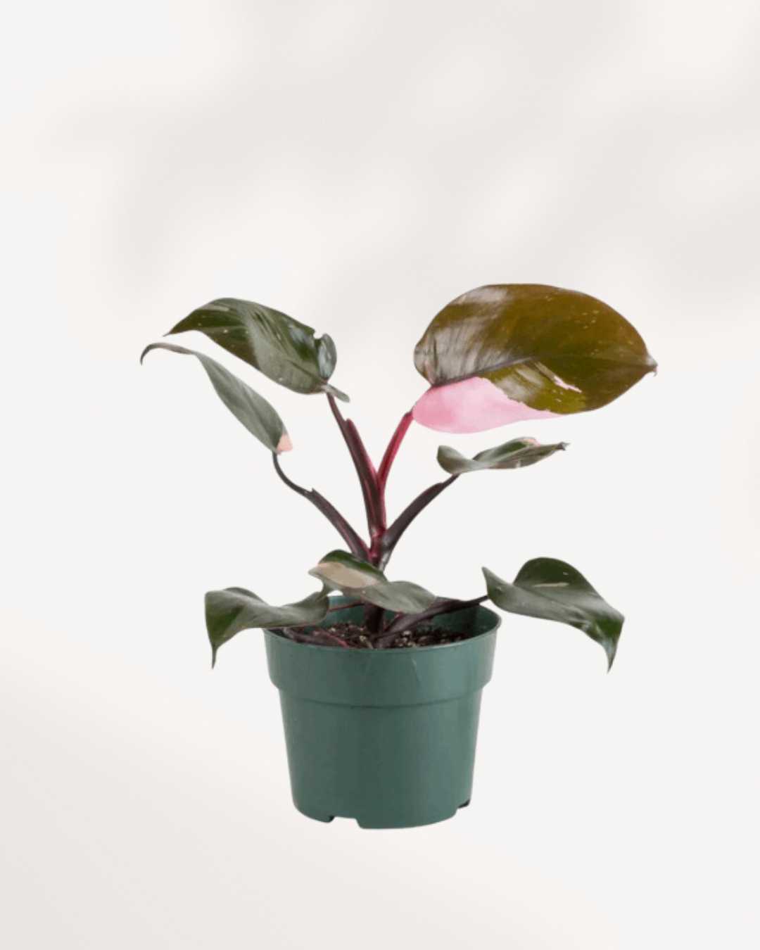 How to take care of Philodendron Pink Princess