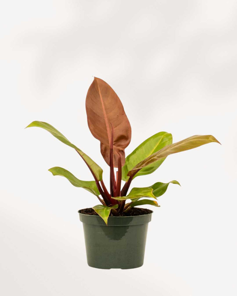 Philodendron Prince Of Orange 6" Pot - Medium