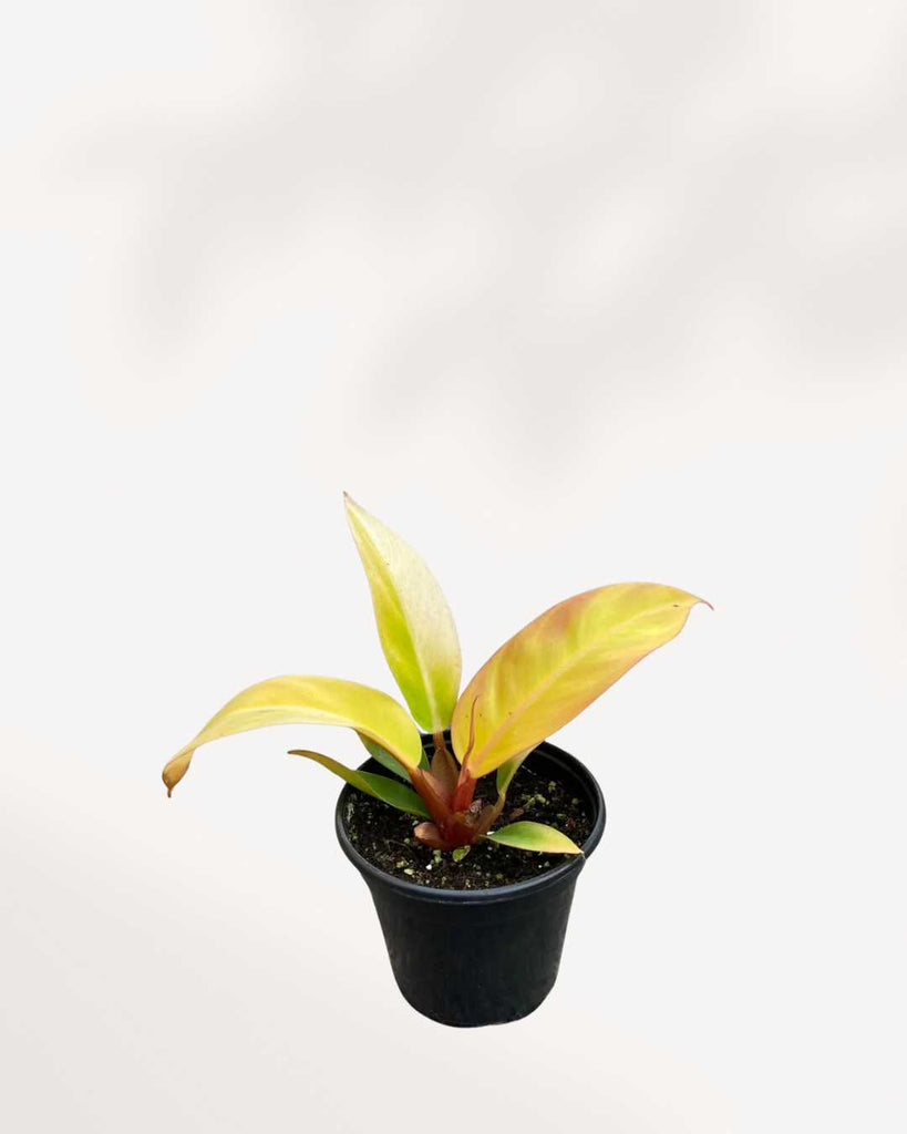 philodendron prince of orange toxic Philodendron Prince of Orange: A Royal Touch to Indoor space | Mygreenscape