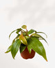 Philodendron Quad Colour 4" Pot Small