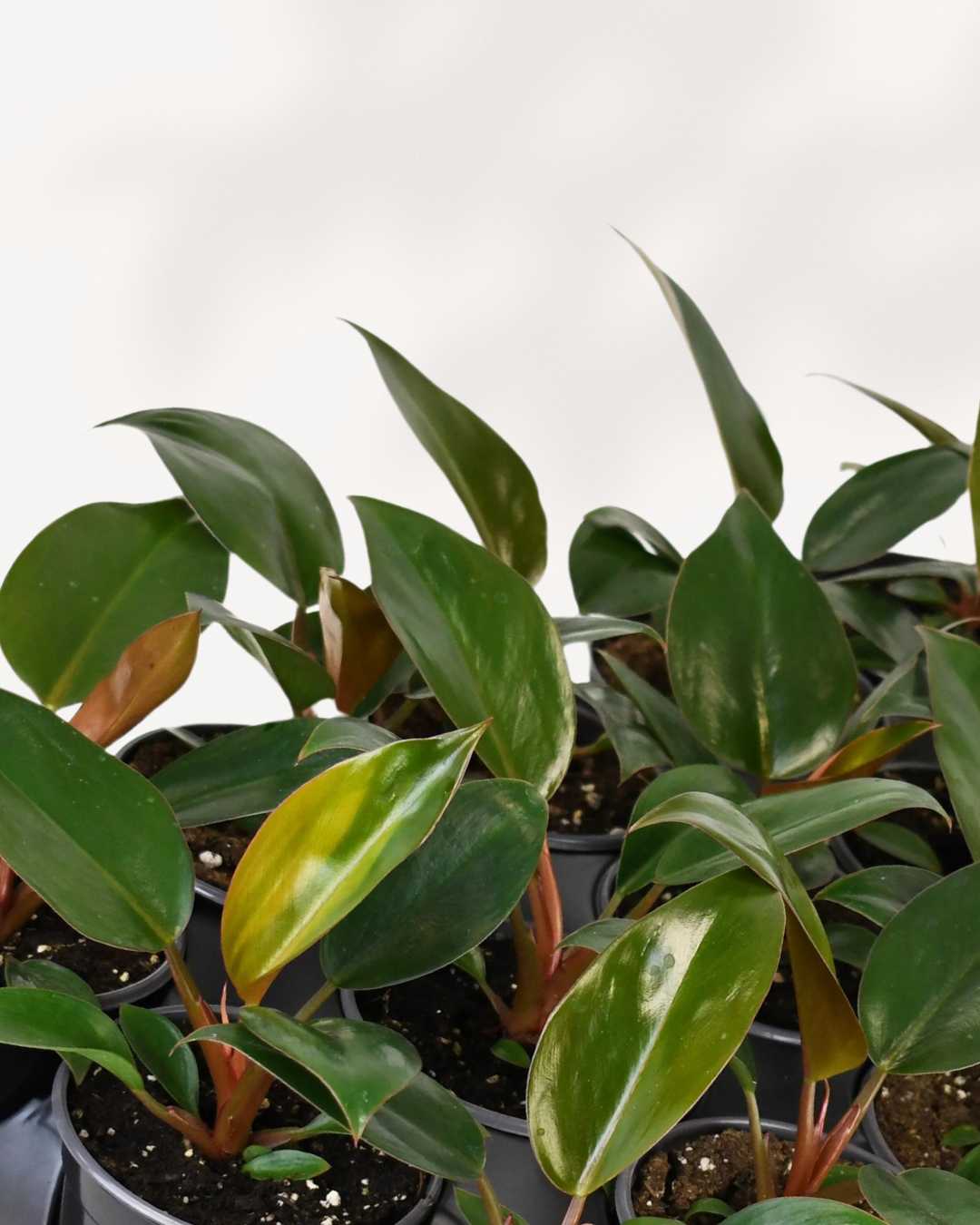 philodendron compact congo Philodendron Red Congo | Buy Online - Low Maintenance Indoor Plant | Mygreenscape