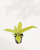 Philodendron Ring of Fire Golden