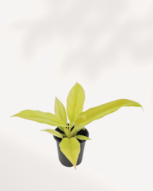 Philodendron Ring of Fire Golden