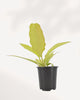 Philodendron Ring of Fire Golden