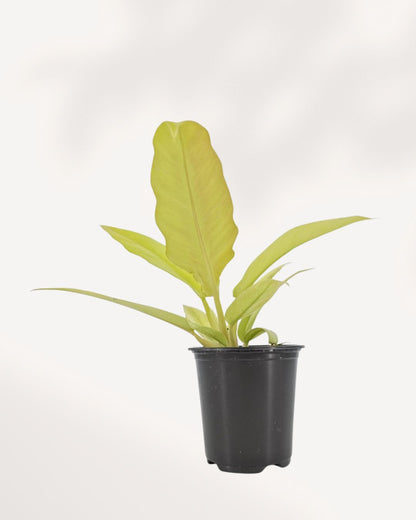 Philodendron Ring of Fire Golden