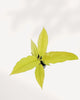 Philodendron Ring of Fire Golden