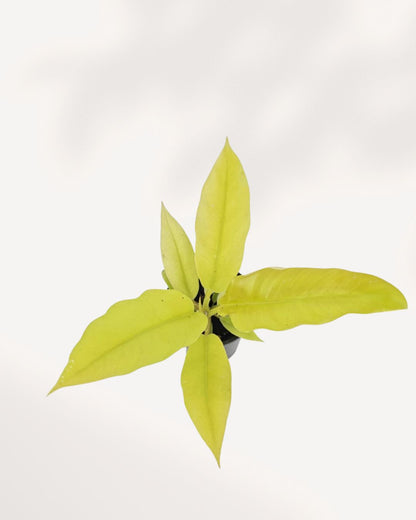 Philodendron Ring of Fire Golden