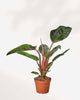 Philodendron Rojo Congo 4" Pot - Small