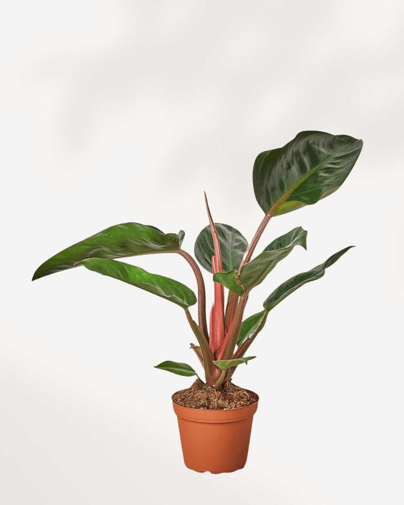 Philodendron Rojo Congo 4" Pot - Small
