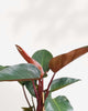 Philodendron Rojo Congo