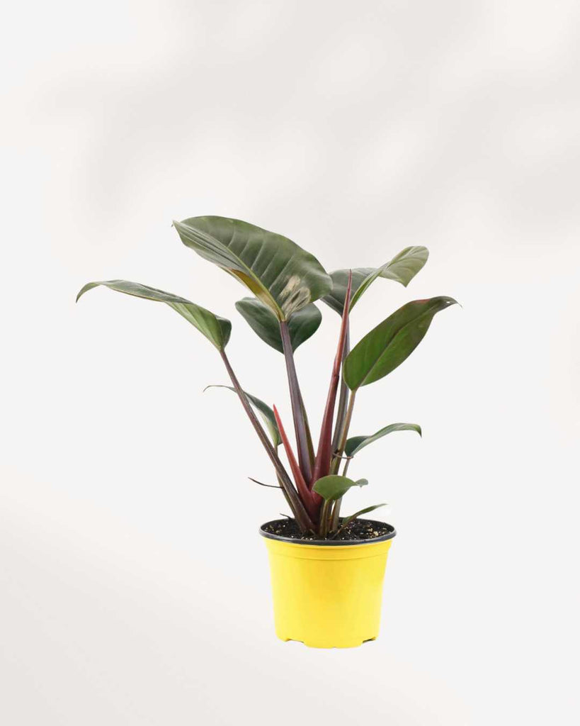 rojo congo philodendron Philodendron Rojo Congo | Buy Online - Low Maintenance Indoor Plant | Mygreenscape