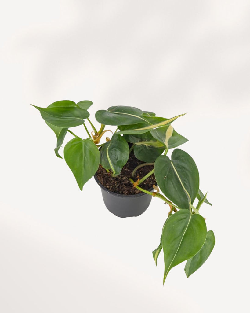 Philodendron Silver Stripe