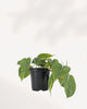 Philodendron Silver Stripe