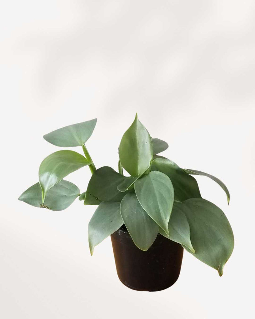 is silver sword philodendron rare Philodendron Silver Sword | Buy Online - Rare and Elegant Houseplant | Mygreenscape
