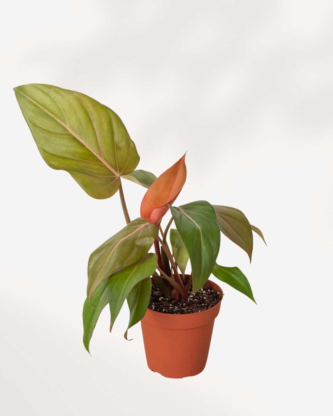 Philodendron Summer Glory | Buy Online