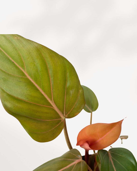 Philodendron Summer Glory | Buy Online