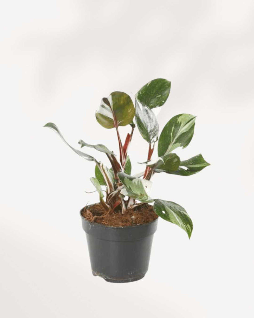 Philodendron White Knight 4" Pot - Small