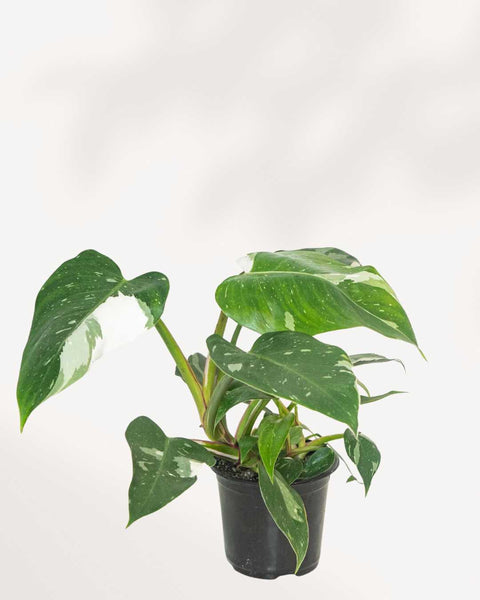Philodendron White Princess | Buy Online - Elegant Variegated Houseplant |  Mygreenscape | Buy Plants Online