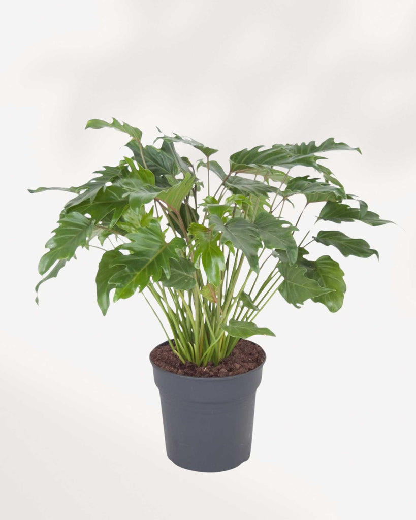 philodendron xanadu scientific name Philodendron Xanadu - Lush & Low Maintenance Houseplant | My GreenScape | Mygreenscape