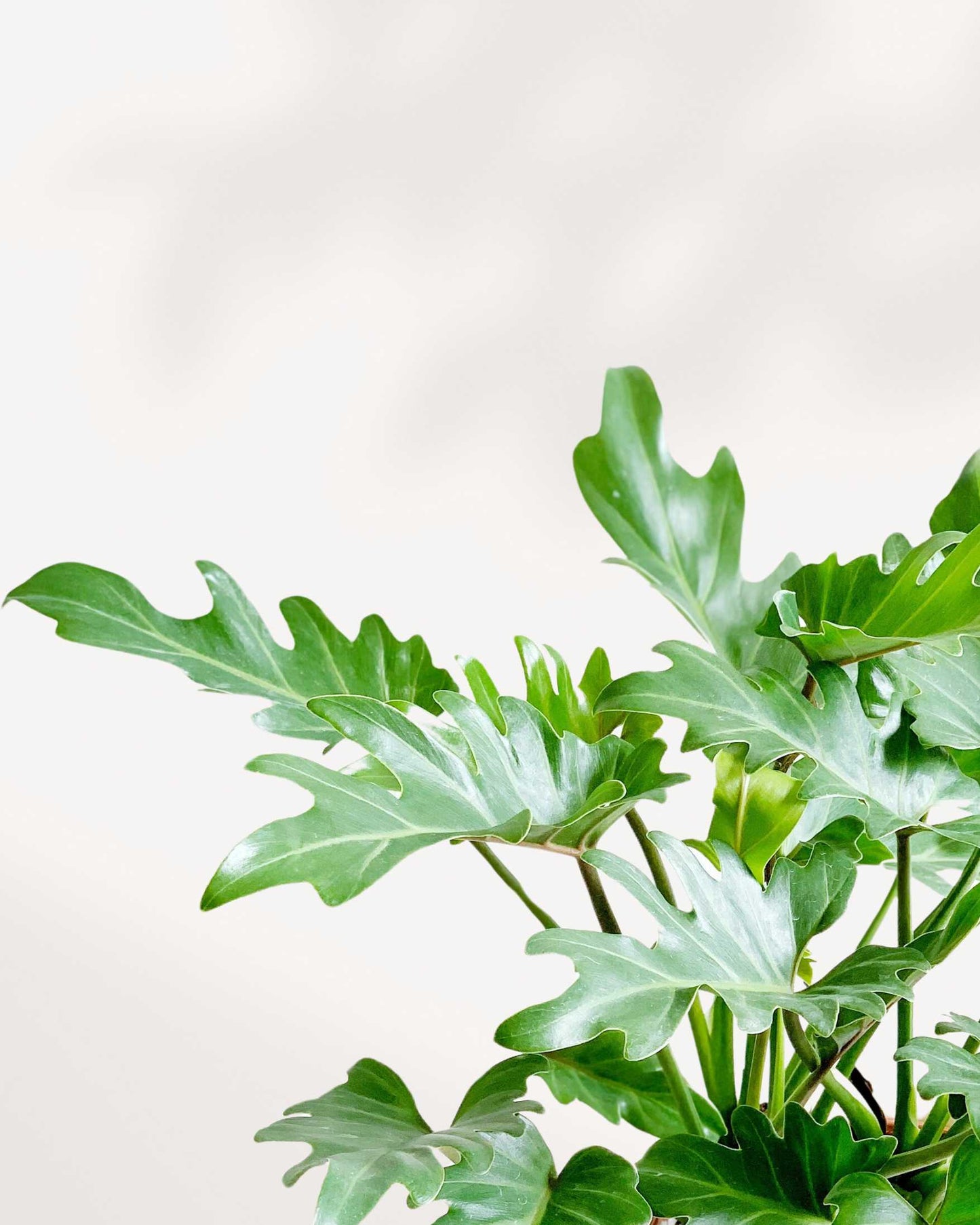 philodendron xanadu vs hope Philodendron Xanadu - Lush & Low Maintenance Houseplant | My GreenScape | Mygreenscape