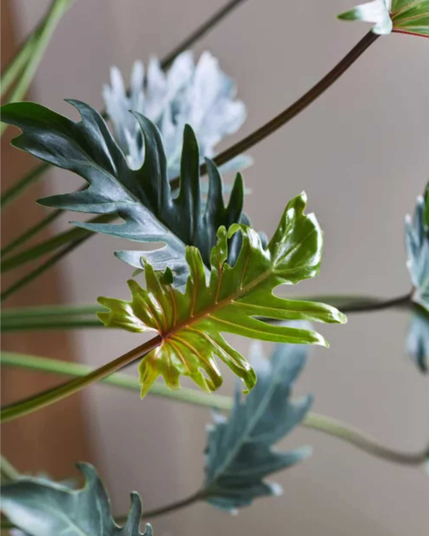 philodendron xanadu flor Philodendron Xanadu - Lush & Low Maintenance Houseplant | My GreenScape | Mygreenscape