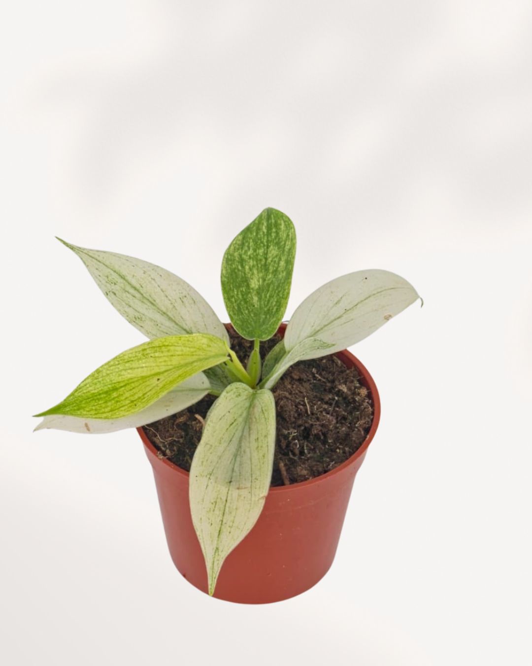 Healthy Philodendron Yellow Ghost indoor plant, top front view with vibrant yellow emerging foliage, available online in Richmond Hill with delivery across GTA Toronto and Canada.