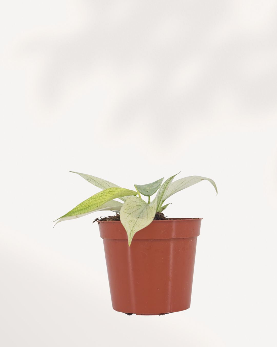Philodendron Yellow Ghost tropical houseplant with striking lime yellow leaves, perfect for modern home decor, delivered across Canada and available in store in Richmond Hill.