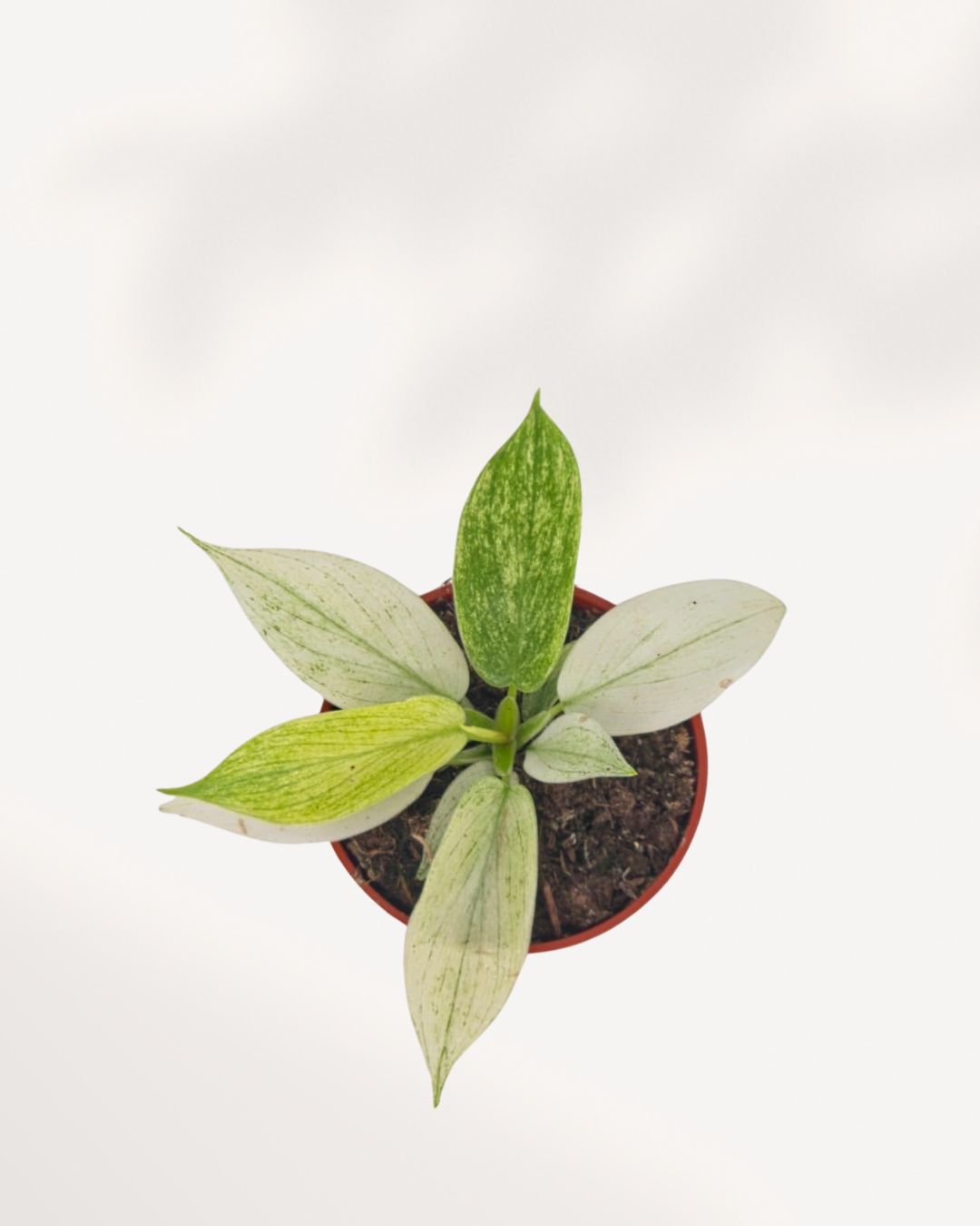 Top view of Philodendron Yellow Ghost highlighting lush variegated foliage and compact growth, ideal indoor houseplant available online and in store with Canada wide delivery.